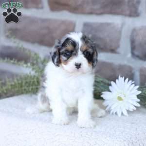 Angel, Cavapoo Puppy